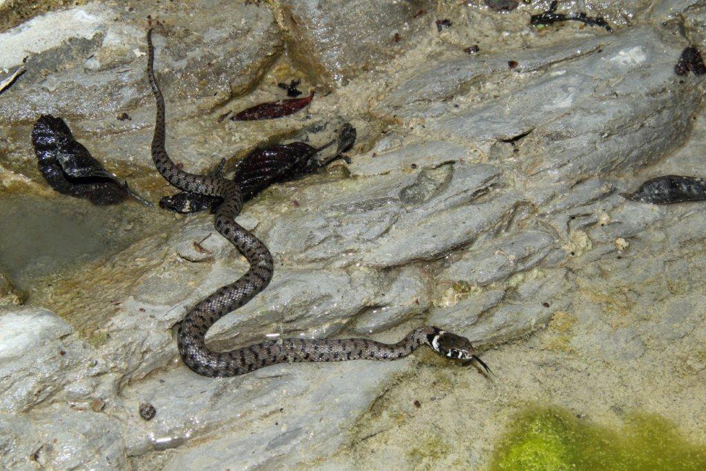 Escursione erpetologica Parco Nazionale Foreste Casentinesi